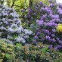 Rhododendron Impressionen